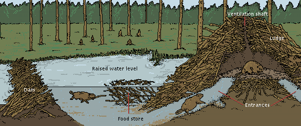 beaver-trapping