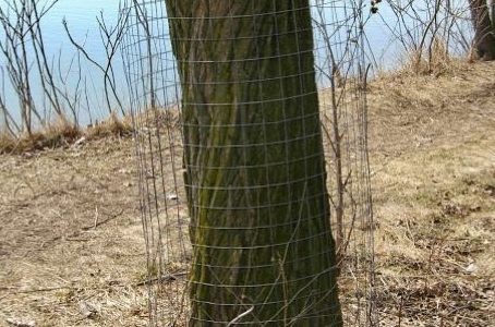 Will the Beavers Find their Favorite Food on your Shoreline?