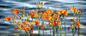 Hémérocales sur la rive du lac Clair.