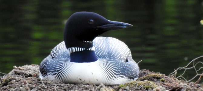 Loons just love their new platform on Curran Lake.