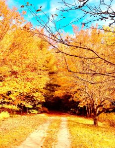 Sentier automnal - Johanne Vallée