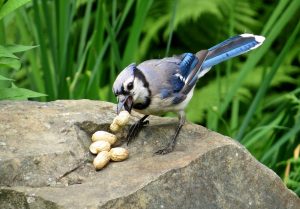 Blue Jay - John Parsons
