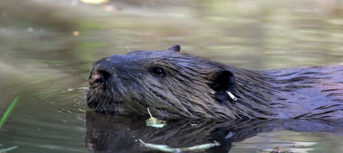 Living peacefully with beavers, our discreet and emblematic herbivores.