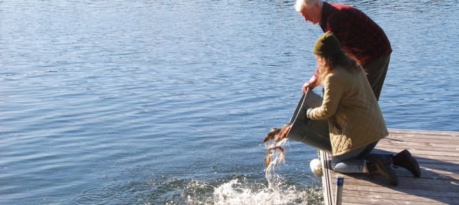 On ensemence les lacs Boyd et Clair. Essayez la pêche à la mouche le printemps prochain.