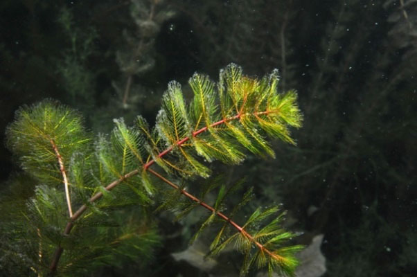 What you should all know about Eurasian Watermilfoil and, especially, how to prevent its arrival in Dunany Lakes.