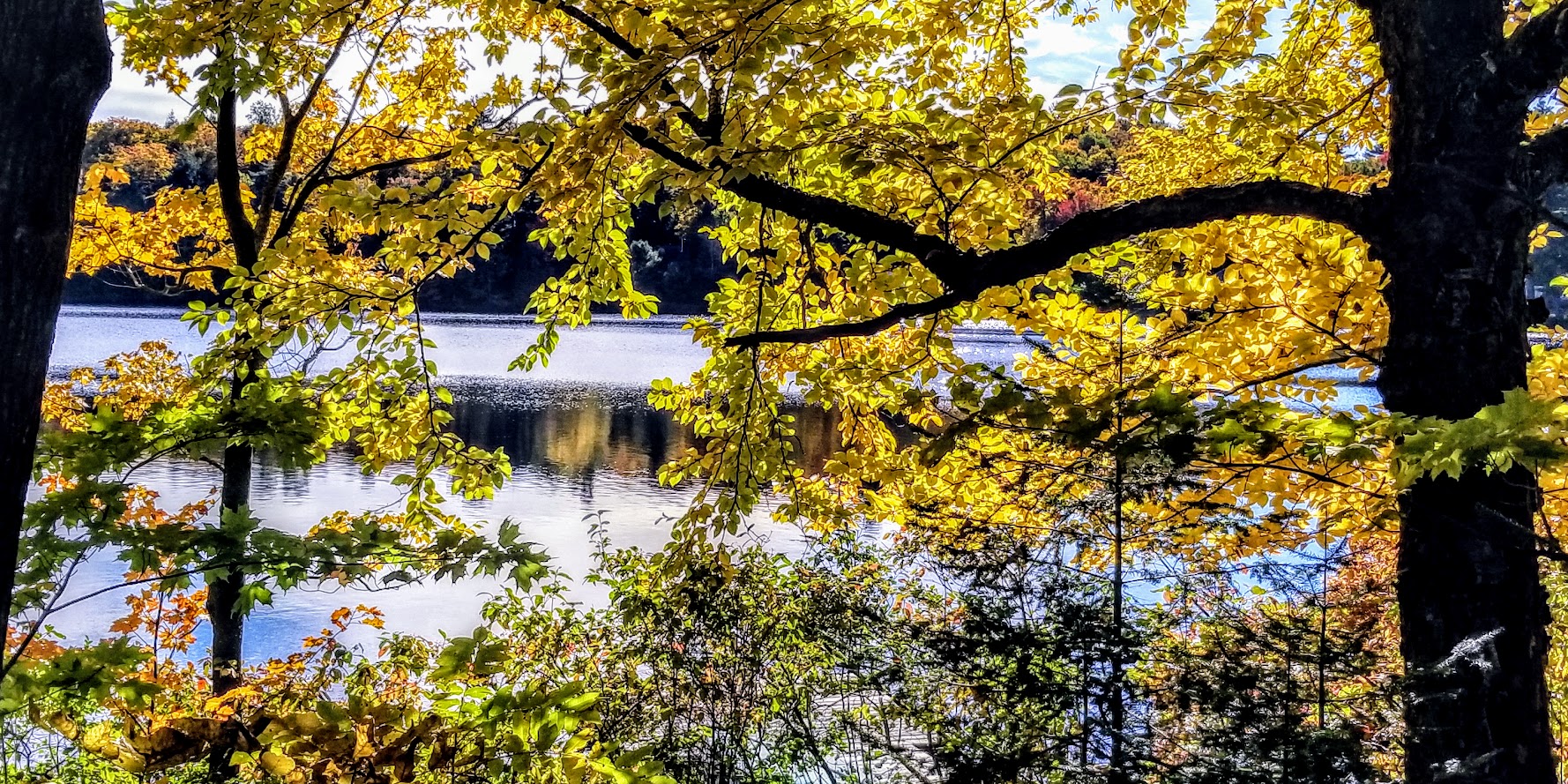 Les grands enjeux des lacs du Québec: plantes exotiques envahissantes, navigation, gouvernance et changements climatiques.