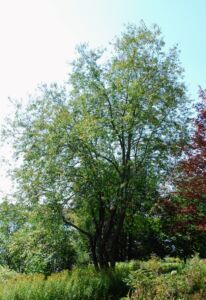 Same cherry tree in 2023